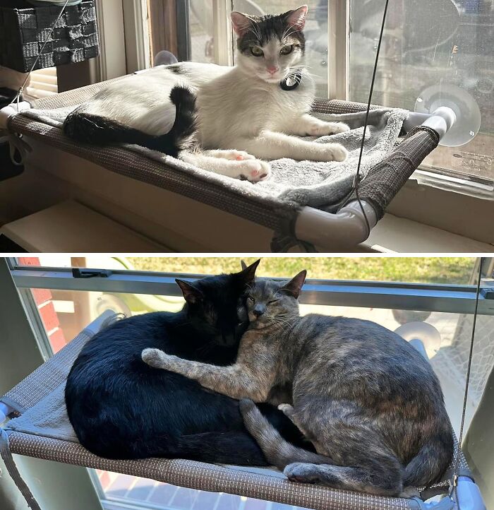 Sunbathing & Chillin Just Got Purr-Fect: Cat Window Hammock Is The Hot Spot For Cool Cats!