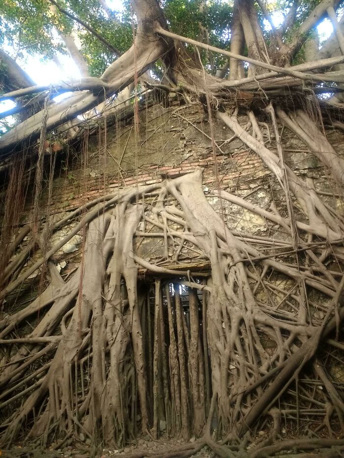 A House Devoured By A Hundred-Year-Old Banyan Tree