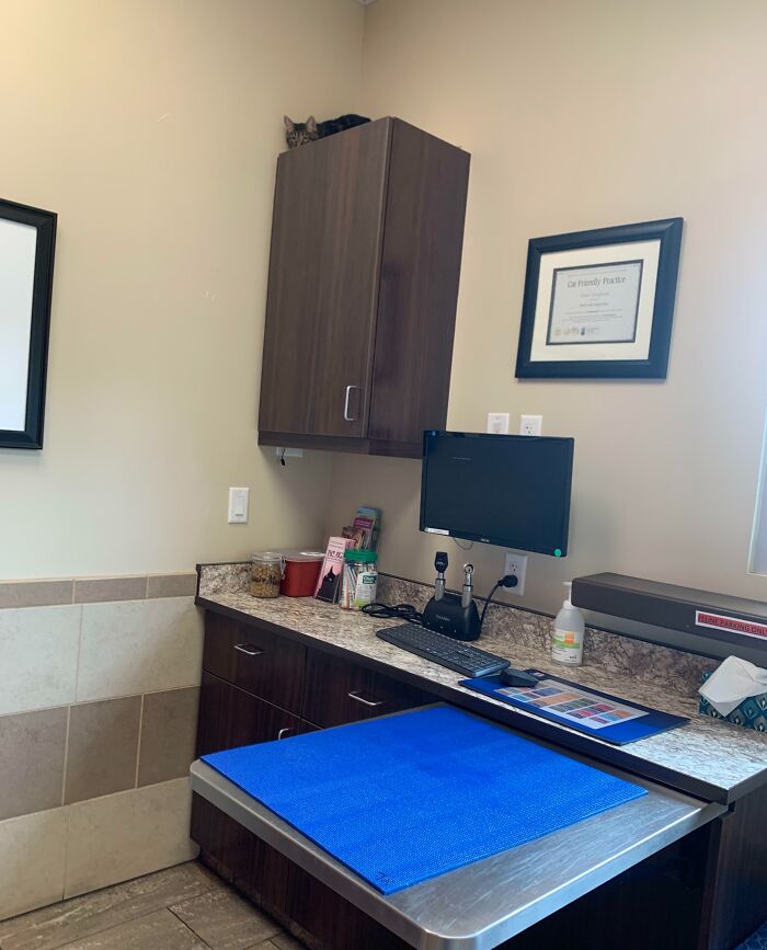 Took The Kitty To The Vet Today