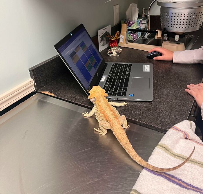 My Bearded Dragon Double-Checking His Vet’s Cricket Math After She Said I’m Overfeeding Him