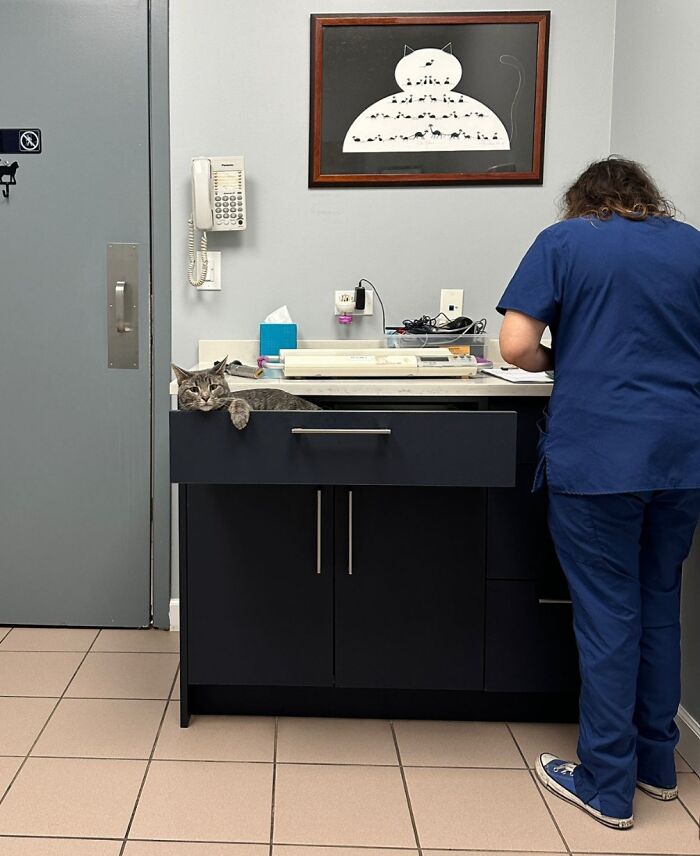 Cat relaxing in a drawer at veterinarian's office while a vet in blue scrubs works nearby.