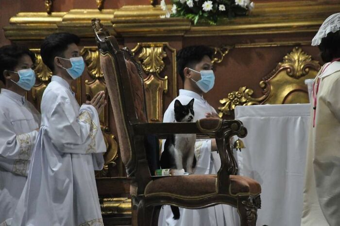 Black and white cat sitting on an ornate chair during a religious ceremony with masked altar servers nearby showing cats godsent humor.