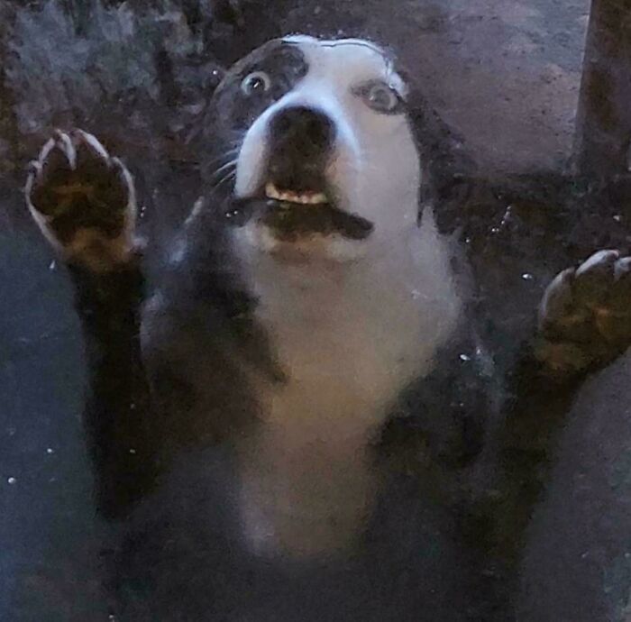 Derpy dog with wide eyes and paws pressed against a glass surface, showing a hilariously confused expression.