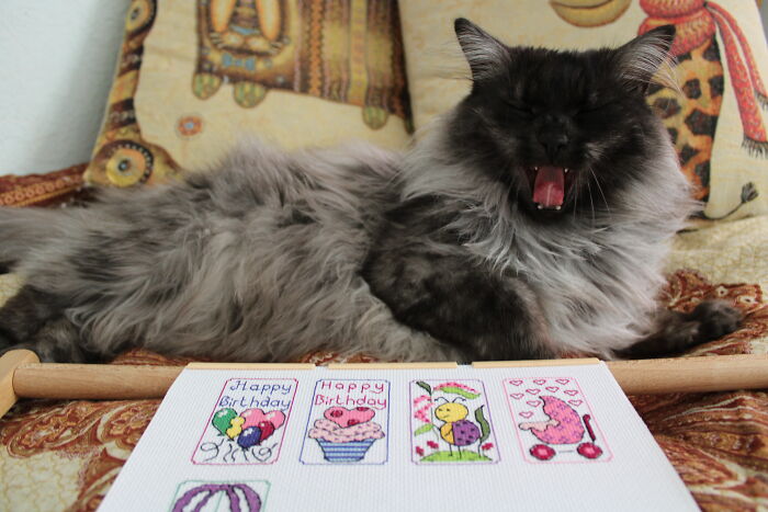 And This Is My Cat, Yawning Or Laughing At My New Project