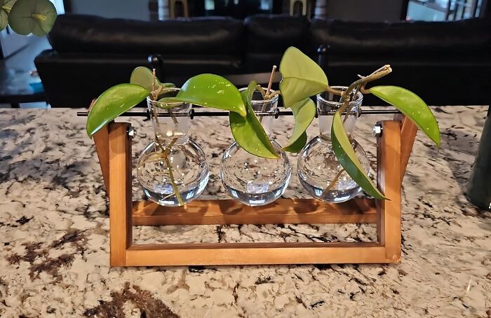 Three glass vases with green plants in a wooden holder, a cheerful and affordable Mother's Day gift idea under $20.
