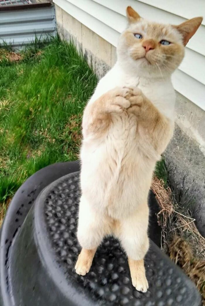Cat standing on hind legs with paws clasped, appearing hilariously blessed in an outdoor garden setting near a house.