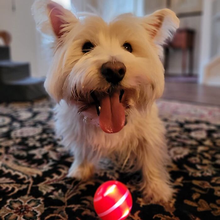 Happy small dog on a patterned rug with a bright red novelty ball toy, perfect for a dopamine hit and playful fun.