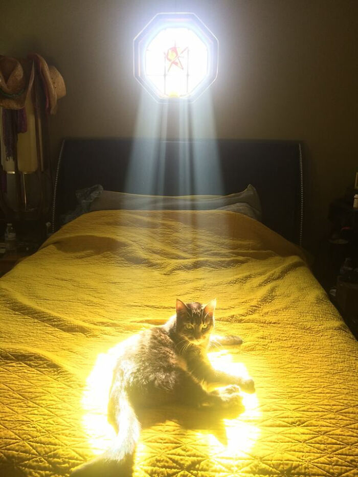 Cat lying in a sunbeam on a yellow bedspread, bathed in light, showing a hilariously blessed moment of cats being godsent.