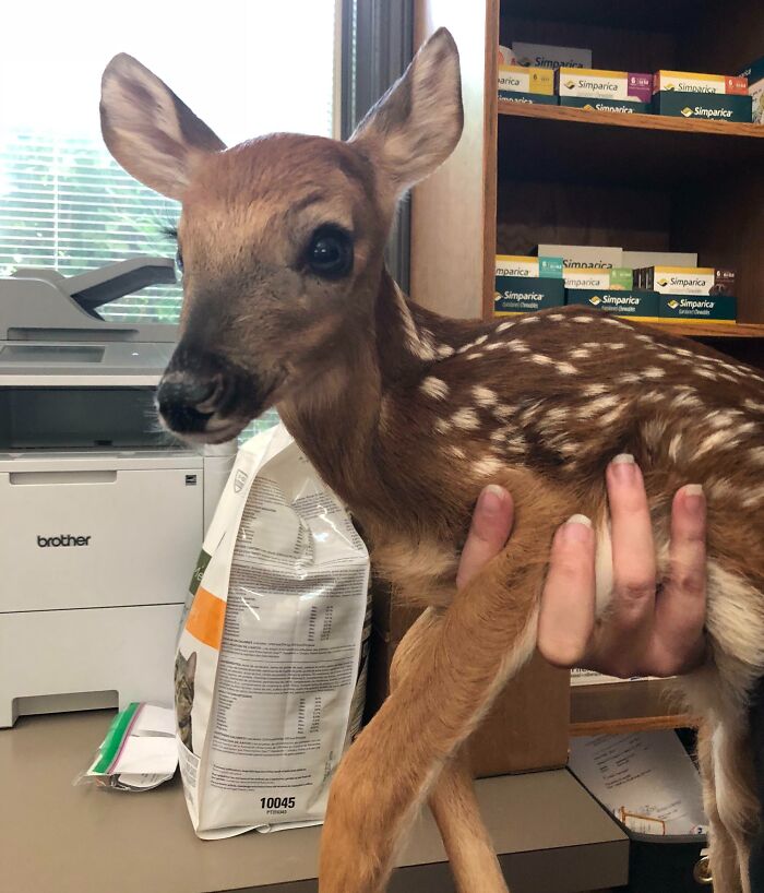 Fawn at the veterinarian's office, being held gently for a checkup. Wholesome veterinary moment with cute baby deer.