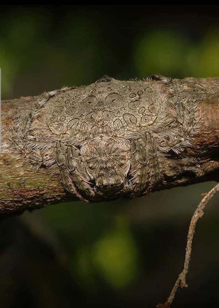 “Pics Or It Never Happened”: 50 Things That Might Be Hard To Believe Without Evidence