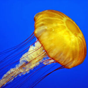 marinaorlovskaya-vitus avatar