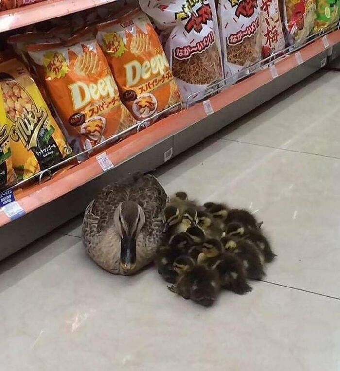 Duck with a group of ducklings resting on a store floor near snack shelves in a heartwarming wildlife encounter.
