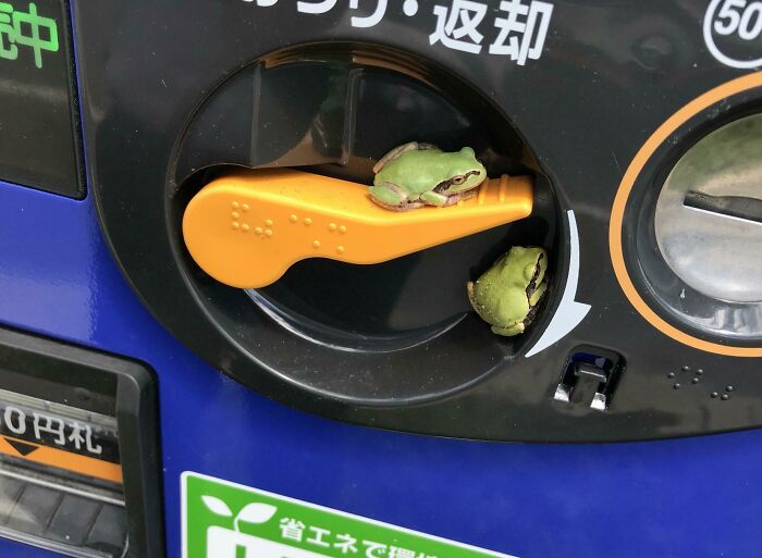 Frog-Operated Vending Machine