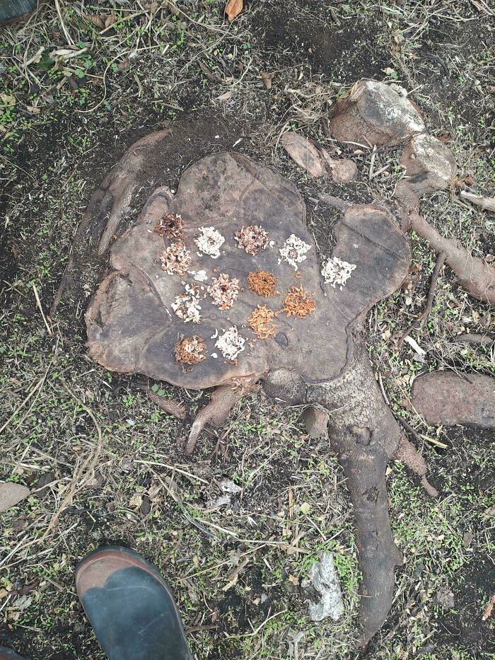 He taladrado agujeros en este tocón y cada uno es de un color distinto