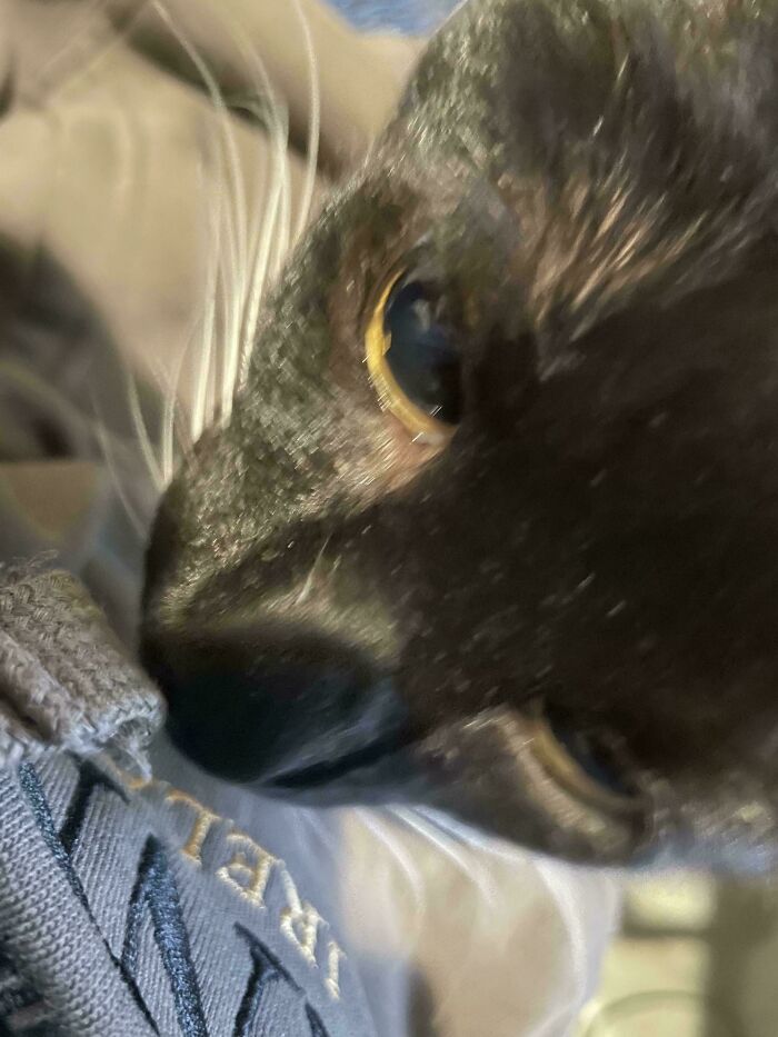 Mis gatos no dejan de olfatear este punto en particular de esta nueva sudadera. Son varios gatos, y solo huelen este punto en esta nueva sudadera