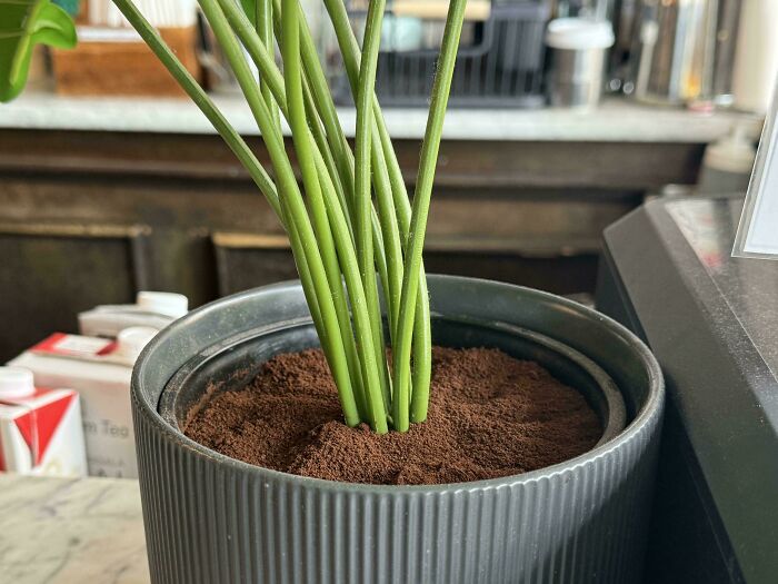 My Coffee Shop Puts Ground Coffee In Their Planters