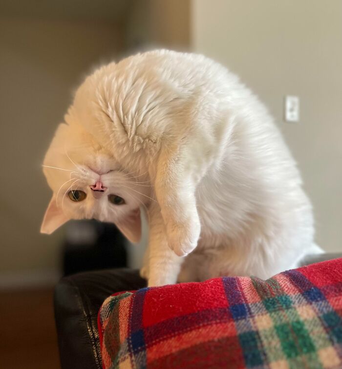 Winston Is Popping In To Say Hi