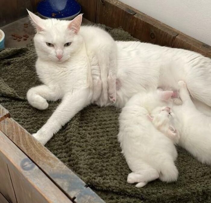 An Exhausted Mother And Her Weird Children