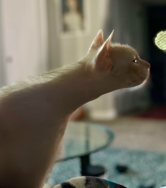 Look At Doug’s Neck, Hair, And Neck Hair! (And Desperation For Ruffles)