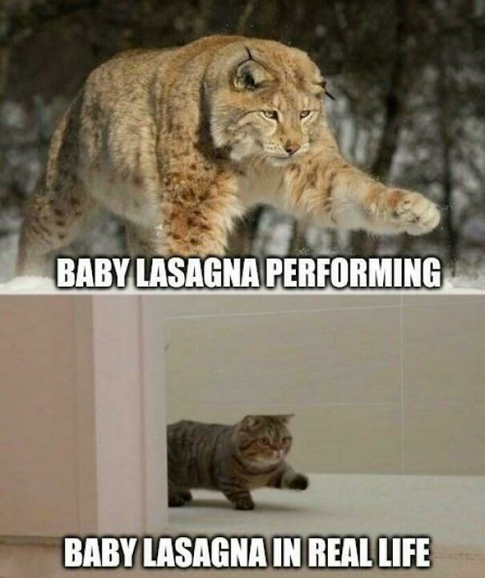 Lynx meme humorously comparing a performing lynx to a cat, celebrating the Eurovision Song Contest 2024.
