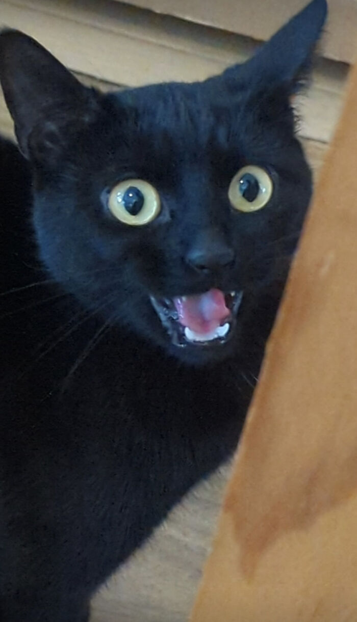 Black cat with wide eyes and an open mouth, showcasing classic feline drama.