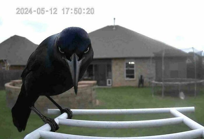 Grumpy bird perched on a backyard chair, looking directly at the camera.