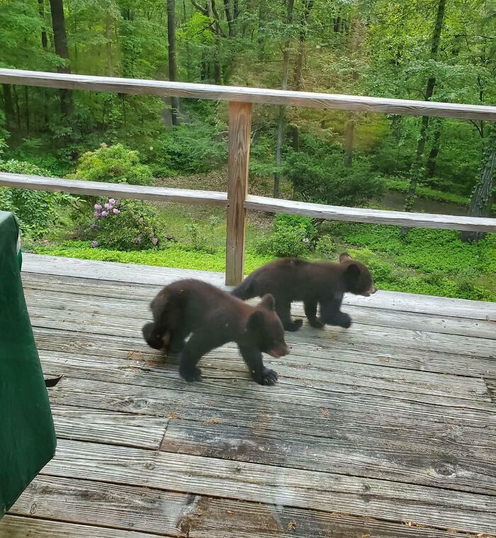 Two bear cubs exploring a wooden deck surrounded by lush green trees in a heartwarming wildlife encounter.
