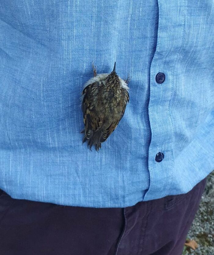 This Bird Landed On My Shirt Today And Fell Asleep