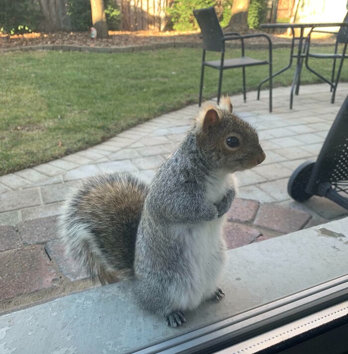 A curious squirrel outside a window on a patio, showcasing a heartwarming wildlife encounter moment.