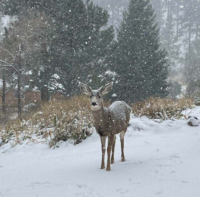 This Deer Patiently Waited For Me To Leave Out Spent Grain From The Brew House I Work At