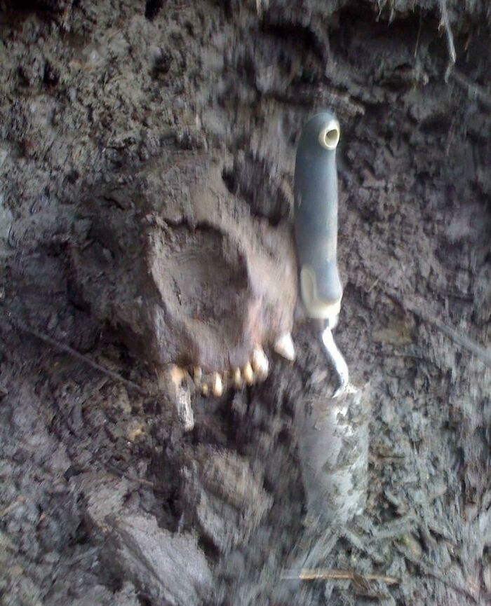 Cave Lion Skull Found In The Alaskan Permafrost
