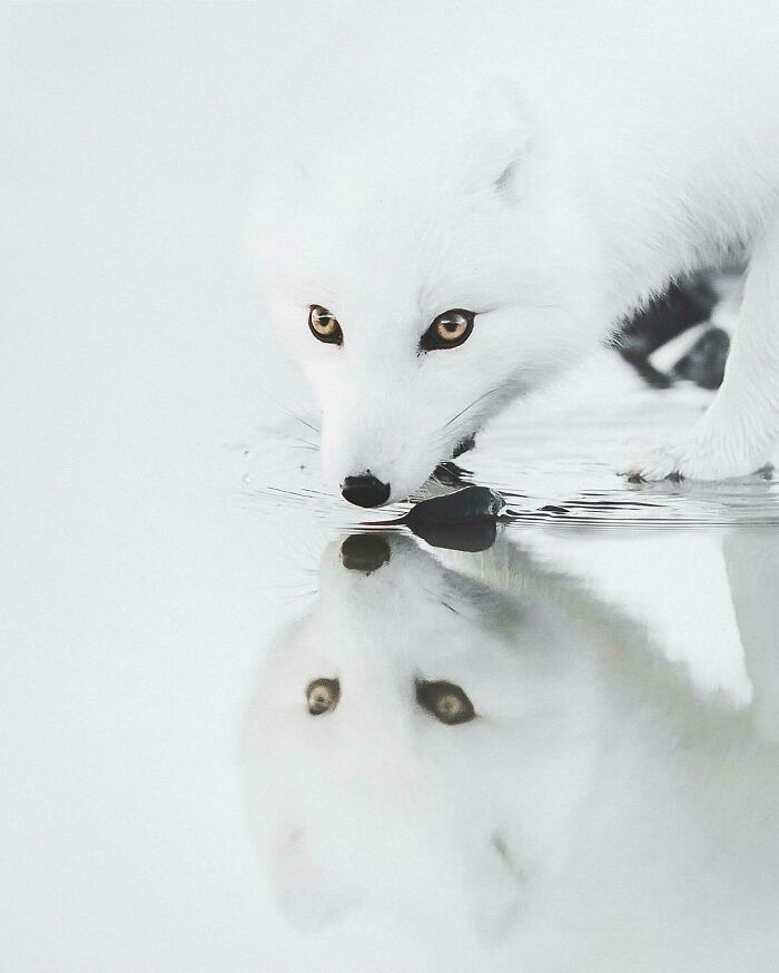 White fox drinking water with clear reflection, showcasing a striking and amazing animal close-up in a natural setting.