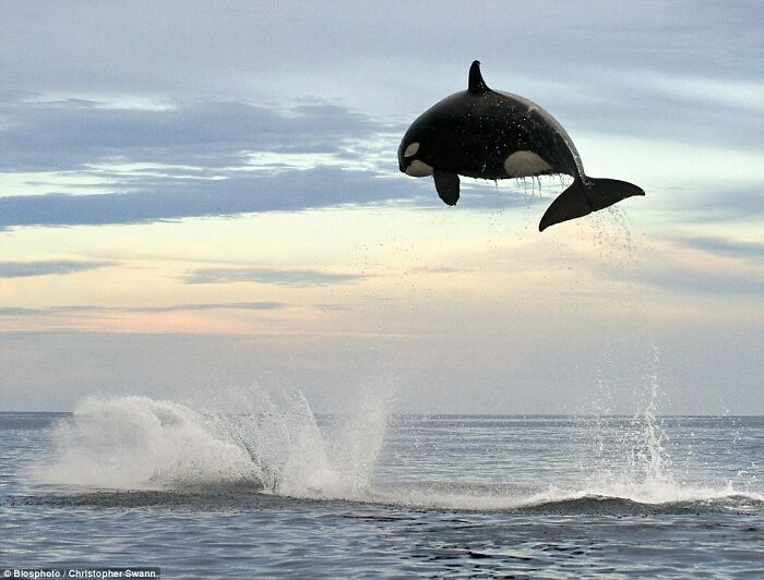 Orca whale leaping high above ocean surface in an amazing wildlife photo showcasing love for animals.