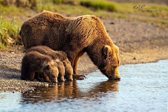 A mother bear and her cubs drinking water by the riverbank in a stunning wildlife photo showing amazing animals.