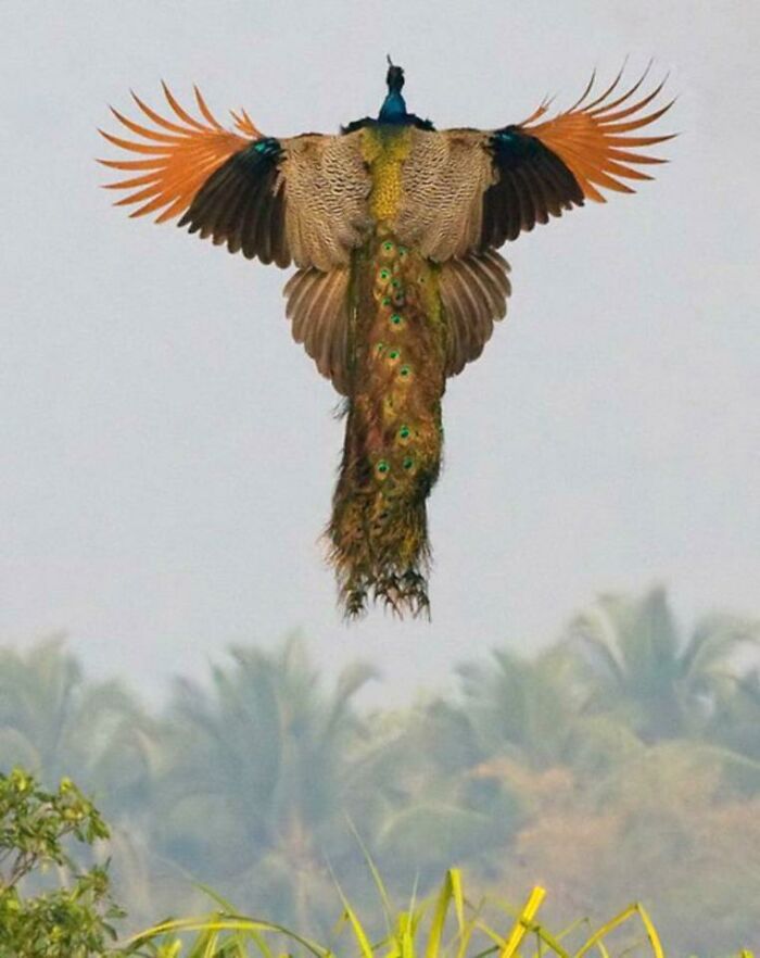 Peacock in mid-flight with wings spread wide above a lush green landscape, showcasing amazing animal beauty.