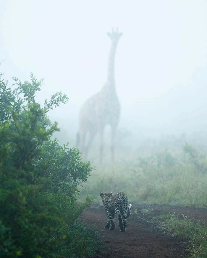 Leopard walking on a misty path with a giraffe blurred in the fog, showcasing amazing animals in their natural habitat.