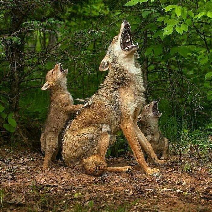 Wolf family howling together in a forest, showcasing amazing animal behavior and bonding in their natural habitat.
