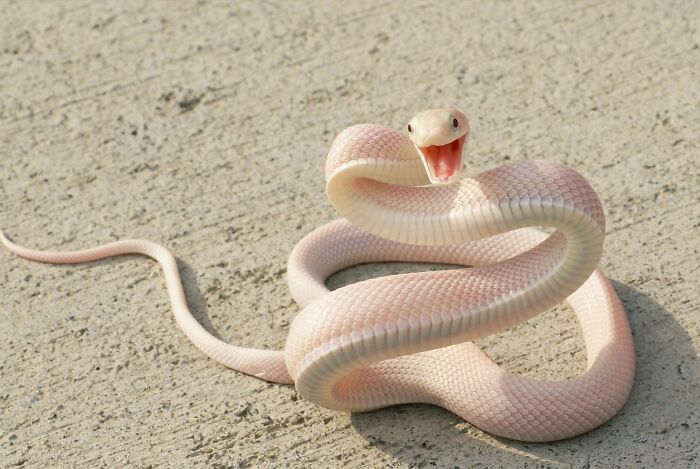 Albino snake coiled on textured ground showing an open mouth in an amazing photo to inspire love for animals.