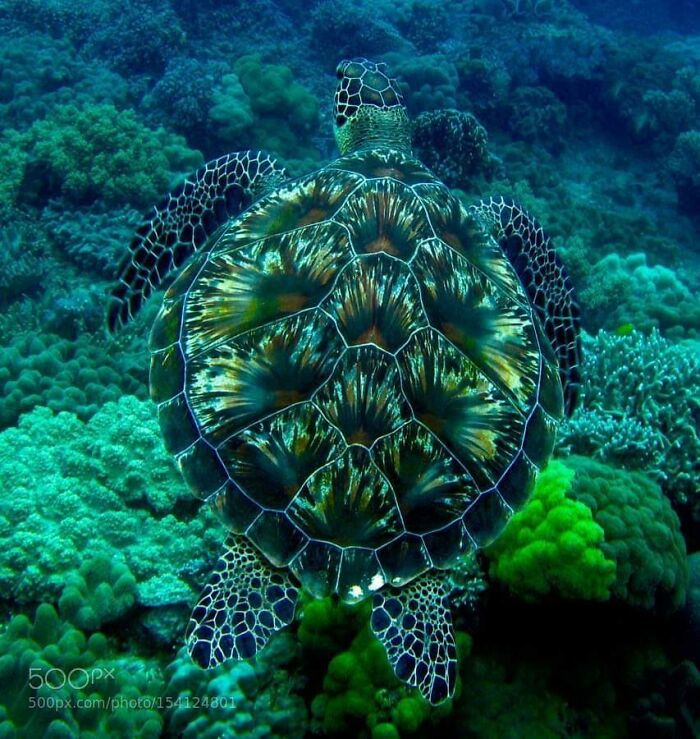 Colorful sea turtle swimming over vibrant coral reef showcasing amazing photos of wildlife to inspire love for animals.