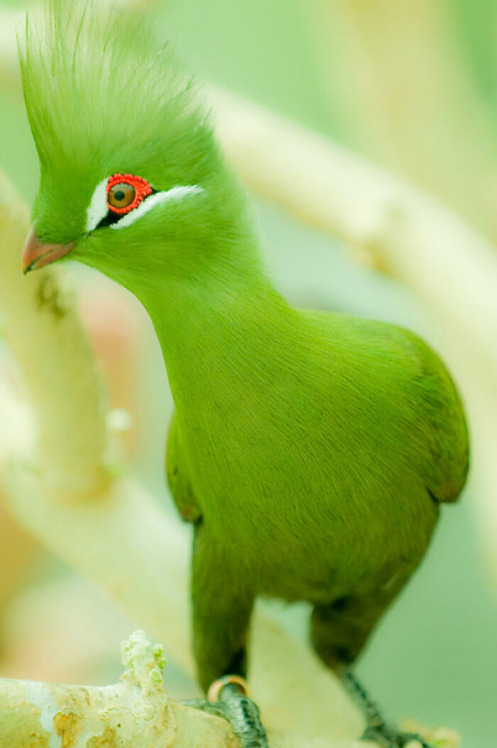 Bright green bird with red eye markings perched on a branch, one of the amazing photos to make you love animals more.