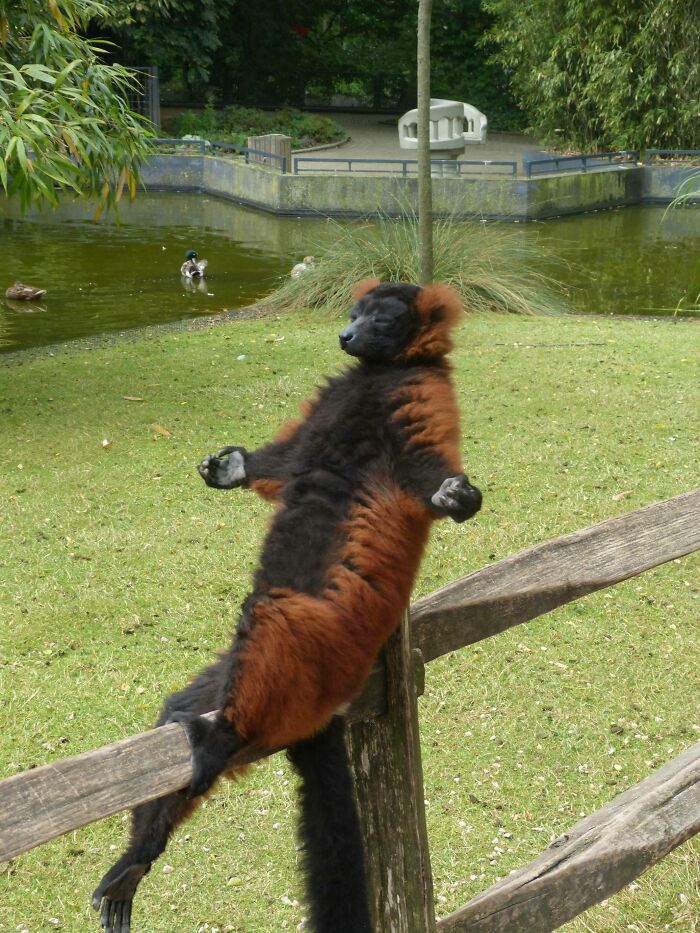 Red ruffed lemur relaxing on a wooden fence near a pond, showcasing amazing photos that highlight love for animals.
