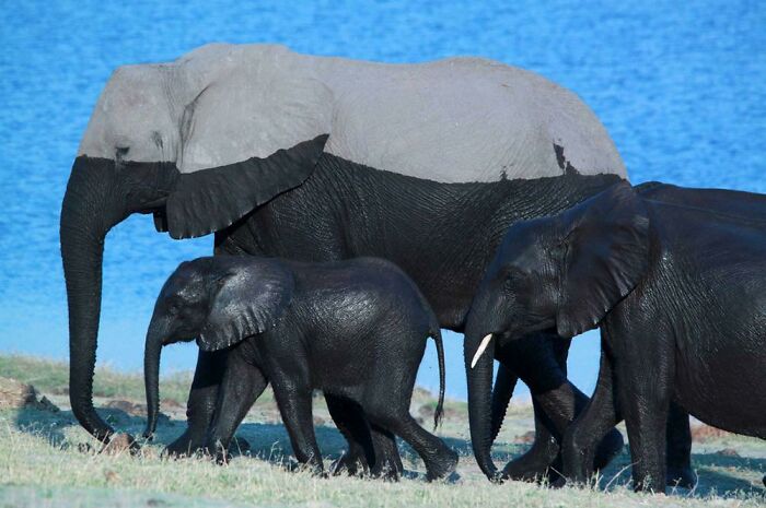 Elephants walking near water showcasing amazing animals that might make you love wildlife even more.