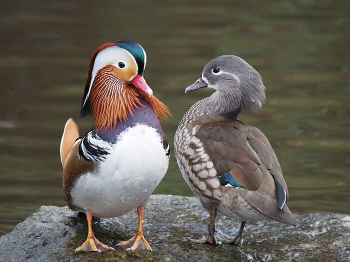 Colorful male and female Mandarin ducks standing on a rock by the water in an amazing animal photo.