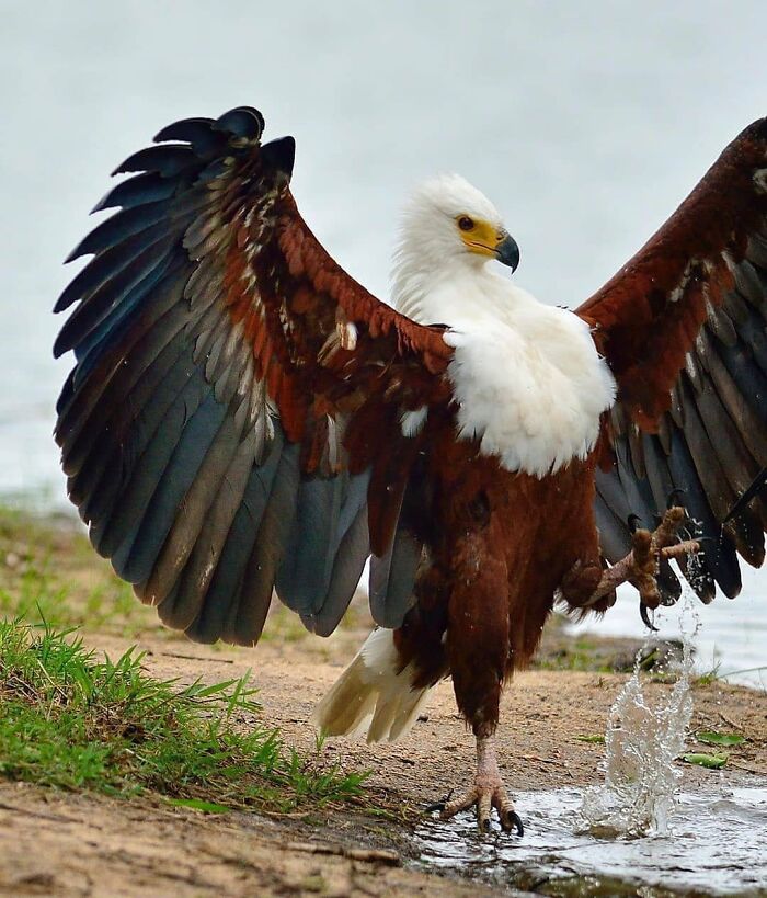 African fish eagle with wings spread wide standing near water, a stunning example of amazing animal photography.