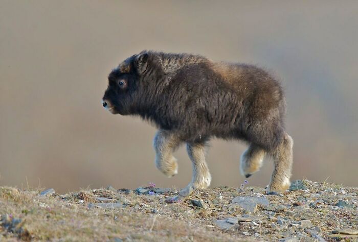 Young musk ox walking on rocky ground, showcasing the beauty of wild animals in amazing nature photos.