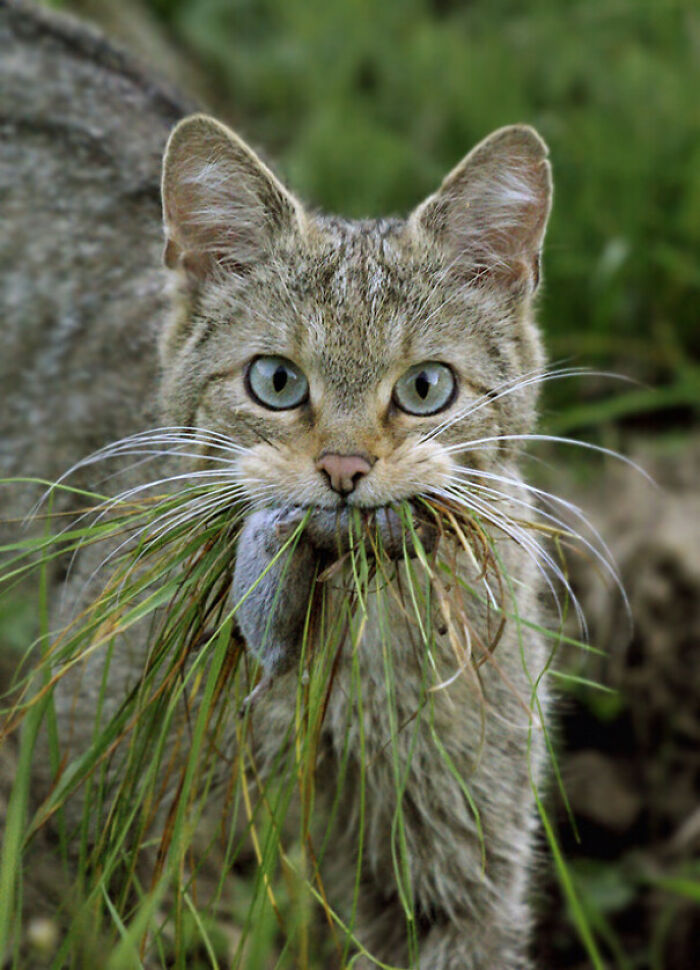 Wild cat holding grass and prey in mouth, showcasing amazing animals in their natural environment up close and clear.