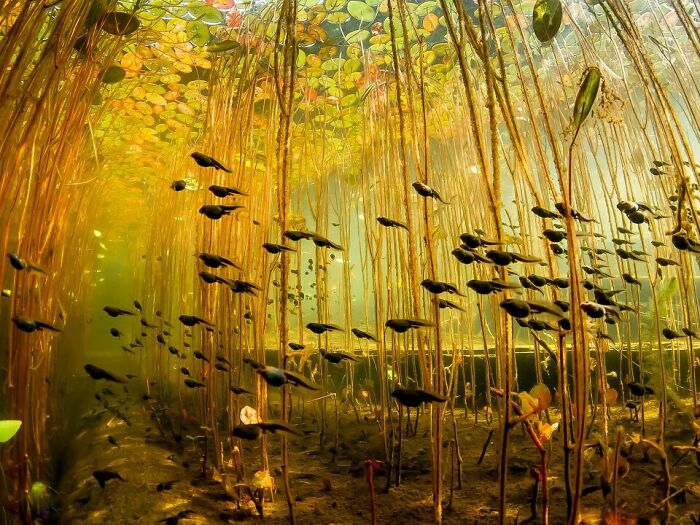 Underwater view of small fish swimming among plants, showcasing amazing photos of animals in their natural habitat.