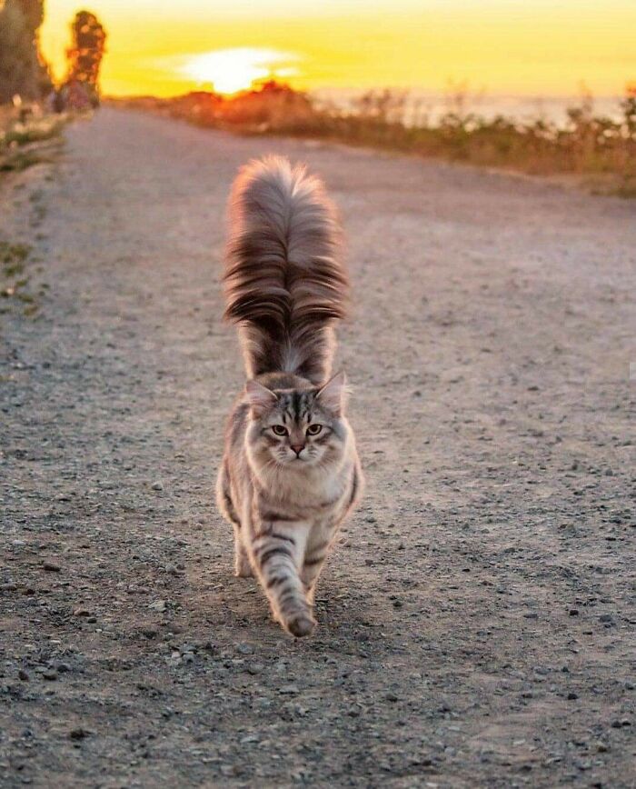 Fluffy cat walking confidently on a gravel path at sunset, a stunning moment to love animals even more.
