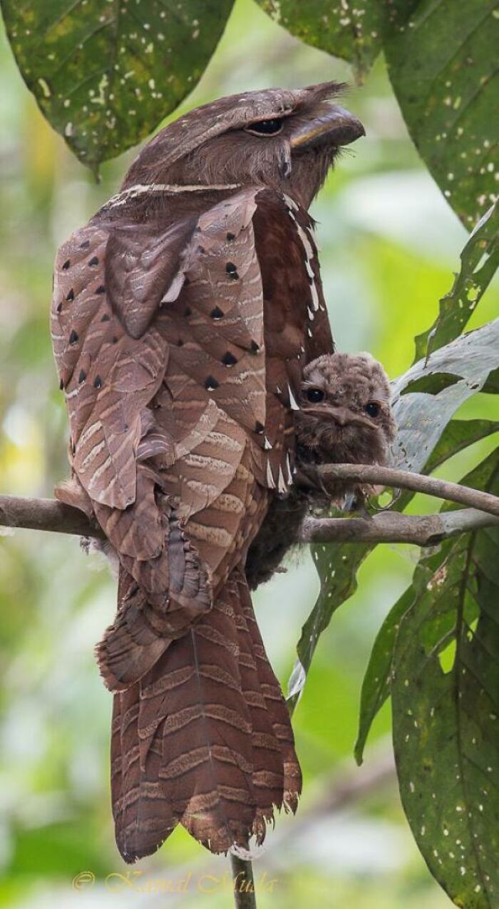 Adult and baby birds camouflaged on a branch in a lush green environment, showcasing amazing animal behavior.