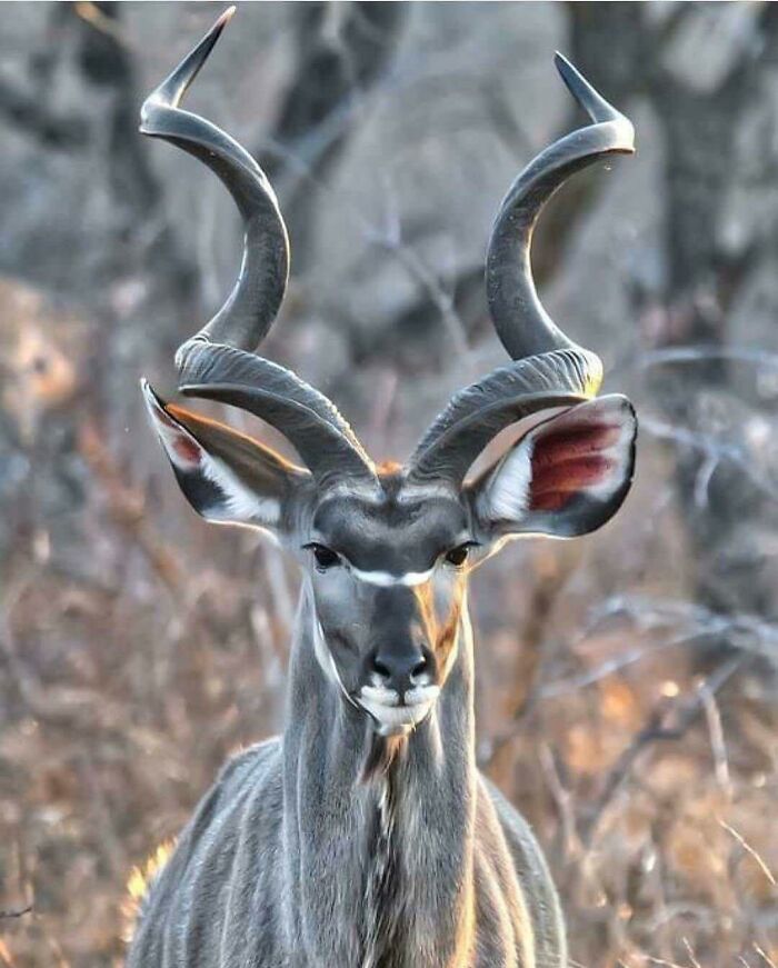 Close-up of a kudu with large spiral horns in natural habitat, showcasing amazing animals in stunning wildlife photos.